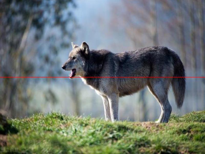 灰狼vs獵豹，誰的戰(zhàn)斗力更強？